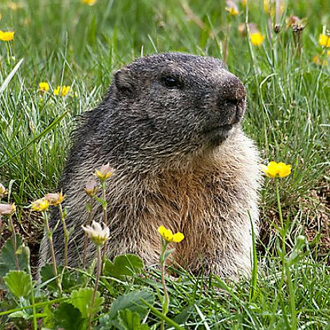 Manter uma marmota do lado de fora requer tanto trabalho quanto para cultivar seu jardim