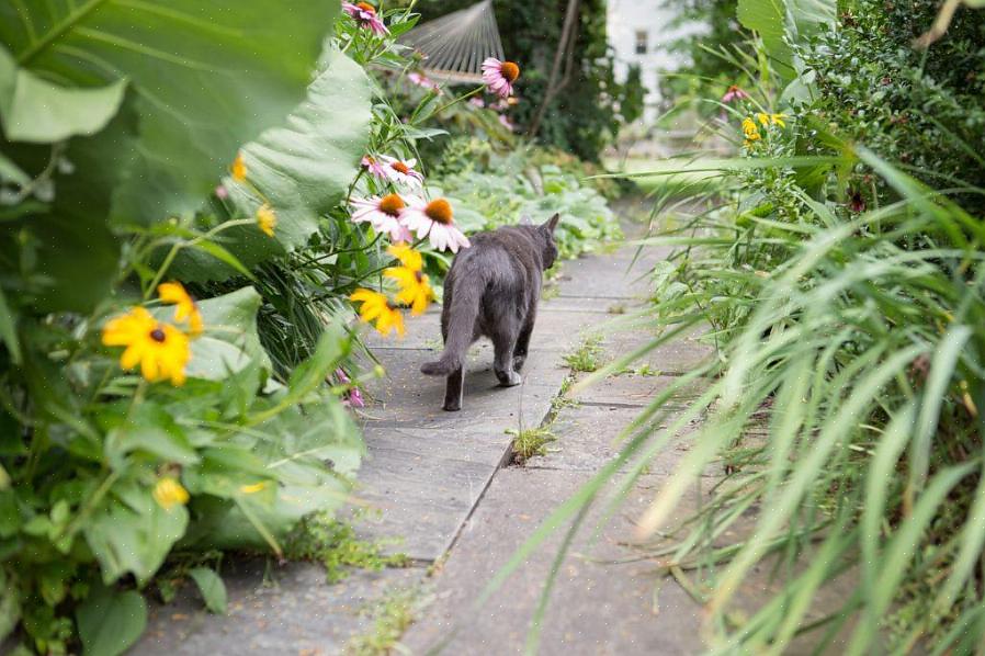 Se você colocar um número suficiente deles em seu canteiro de flores