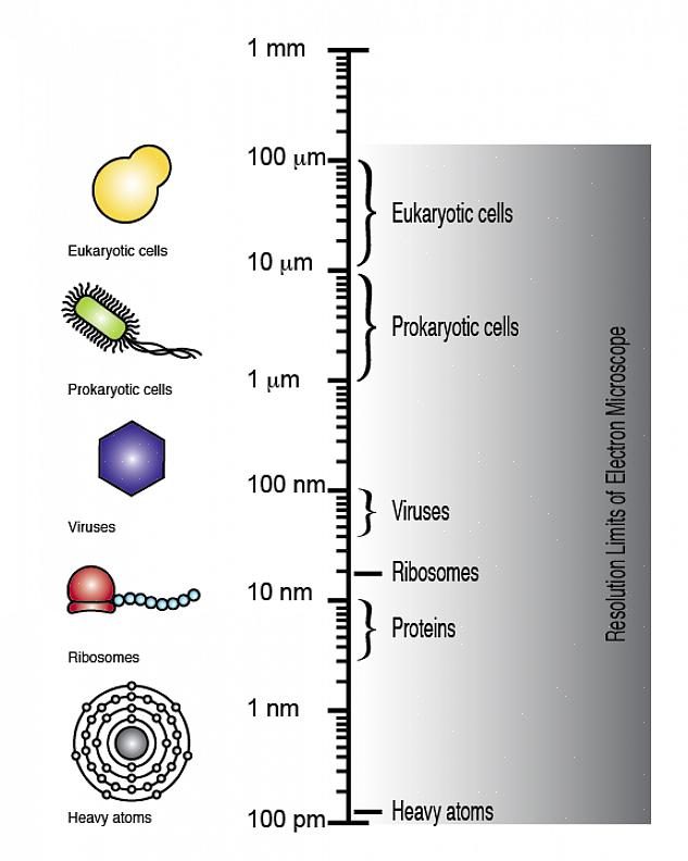 As peças básicas do microscópio são