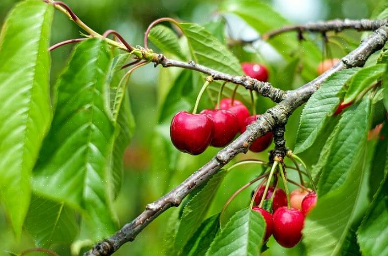 As cerejas vêm em variedades doces e azedas