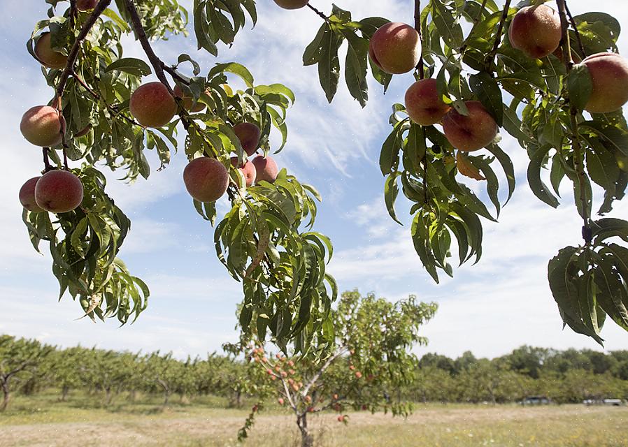 Então você só precisa plantar uma única árvore para produzir frutos com sucesso