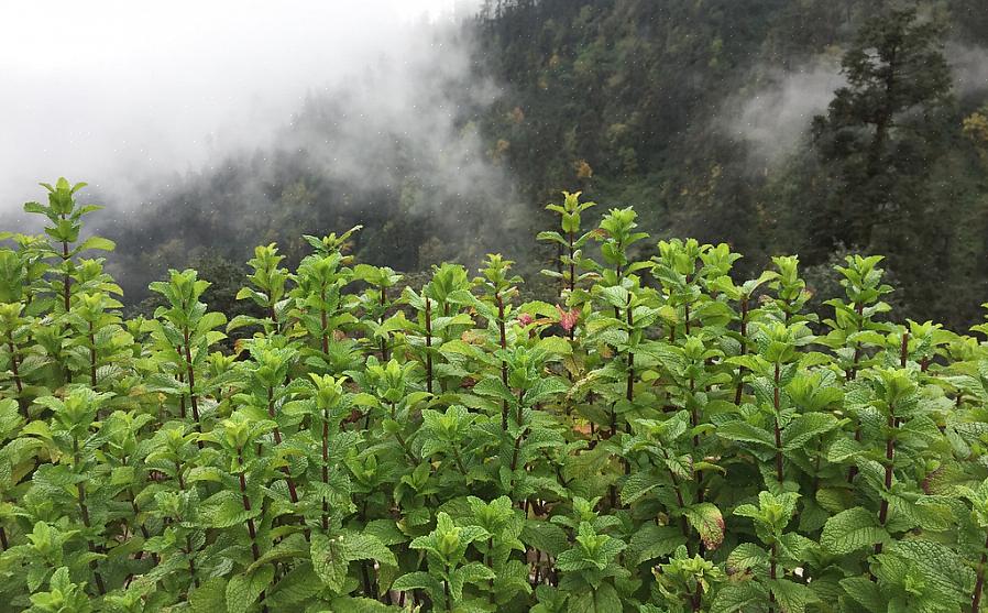 Cultivar mudas de hortelã em recipientes é a única maneira infalível de garantir que elas não invadam