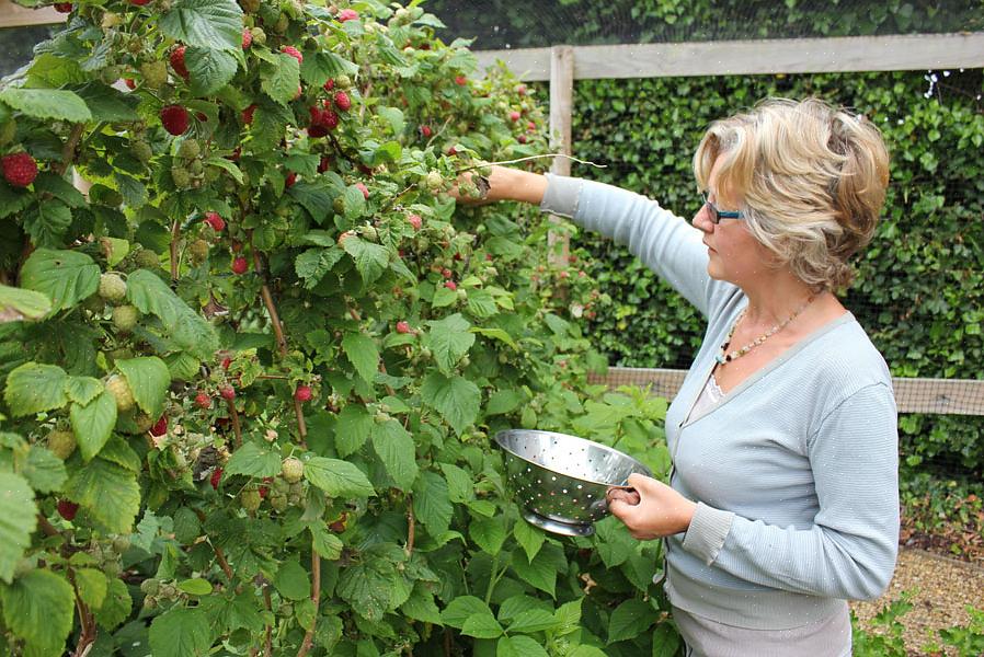 Uma planta de framboesa com framboesas com produção de verão geralmente está madura