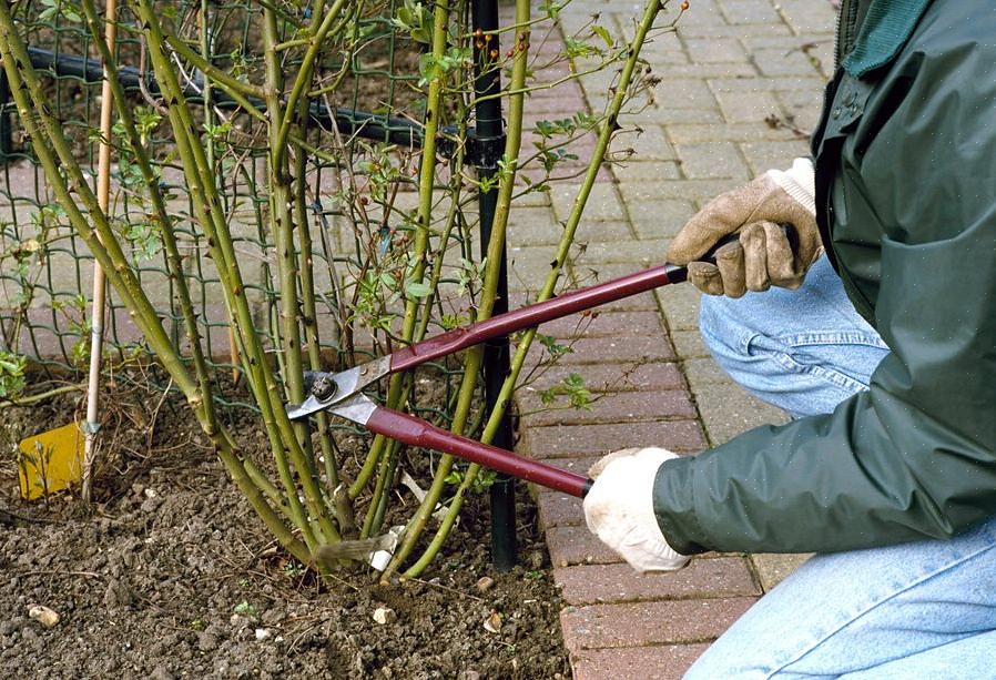 Para ajudar suas rosas a sobreviverem ao inverno