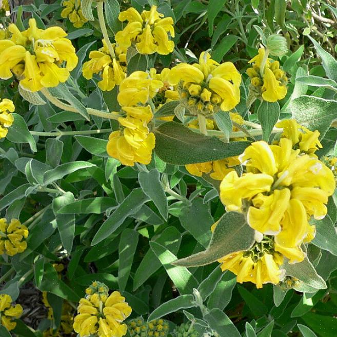 Estas são as instruções a seguir ao plantar o Jerusalem Sage