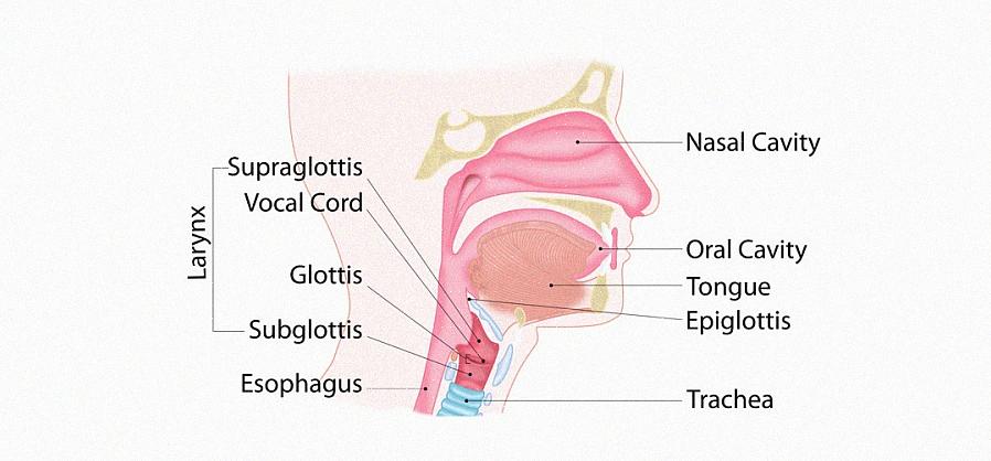 Você deve praticar o canto para aprender a ser sensível à forma como as diferentes câmaras da cavidade nasal