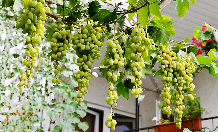 Você pode fazer vinho com eles