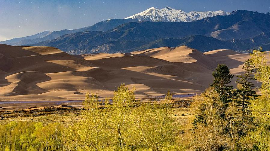 O esqueleto de um dólar de areia é muito sensível a arranhões