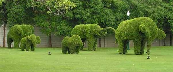 Topiaria é a arte ou prática de cortar