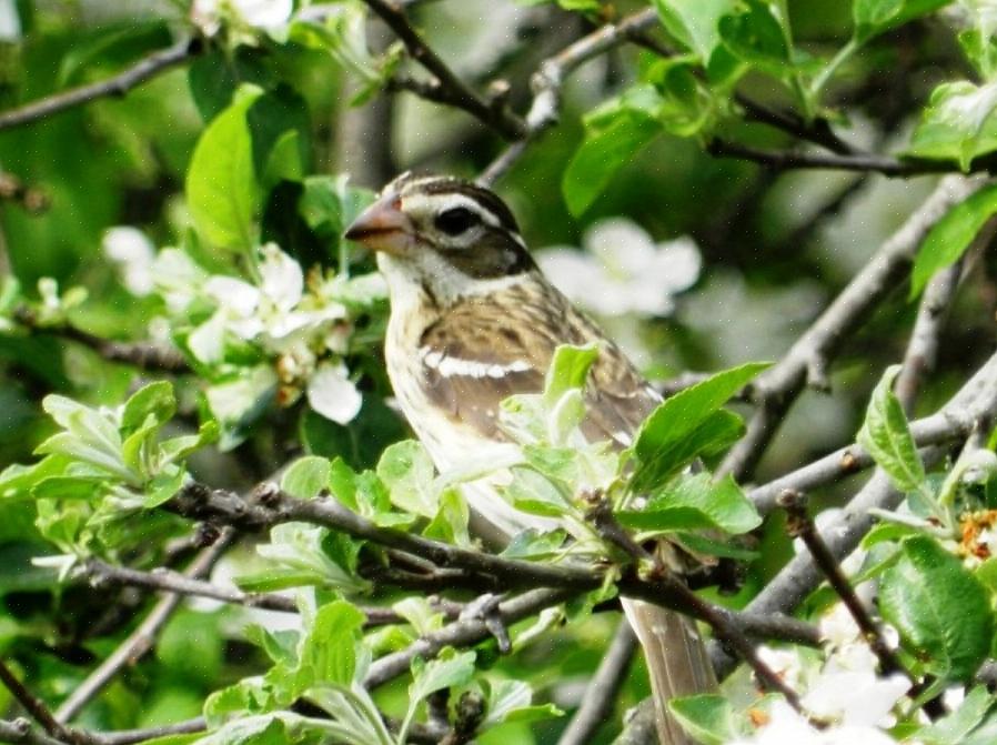 Aqui estão algumas maneiras simples de criar um habitat para pássaros em seu pátio