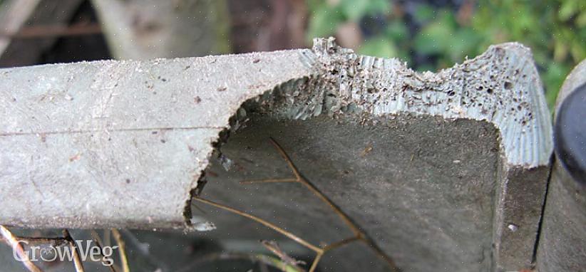 E muitas pessoas hesitam em fazer composto em casa porque acreditam que isso os atrairá para o jardim