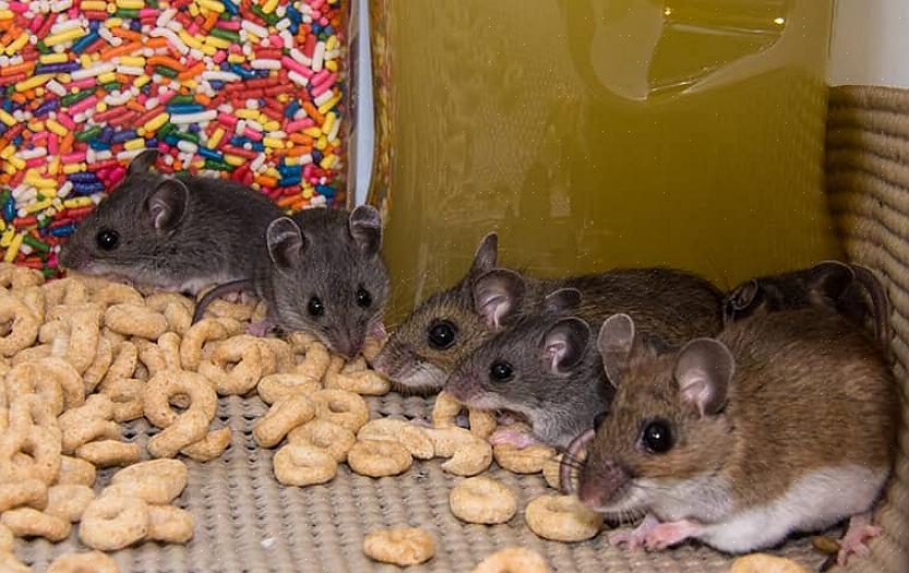 Controlar a infestação de ratos