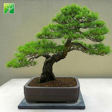 Quando você planta sementes de árvores de bonsai