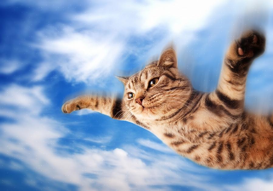 Verifique se a sua transportadora de gatos atende aos padrões da companhia aérea