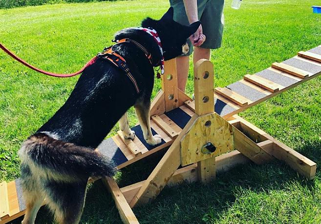 Todos projetados para preparar cães de estimação para se tornarem cães de serviço