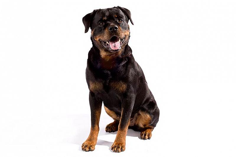 Ajudam crianças pequenas a guiar um Rottweiler