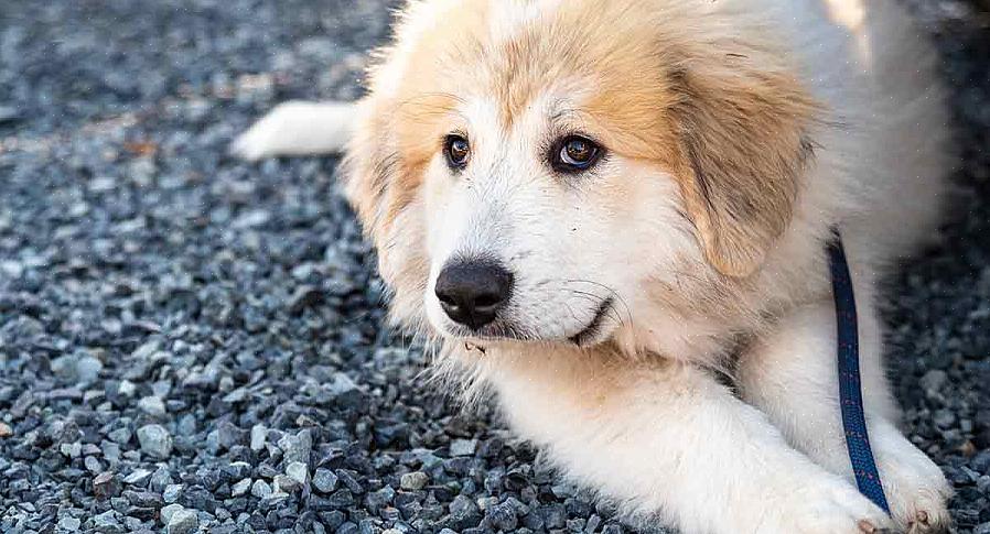 Controlar um cão agressivo que não conhece os comandos básicos pode ser muito difícil