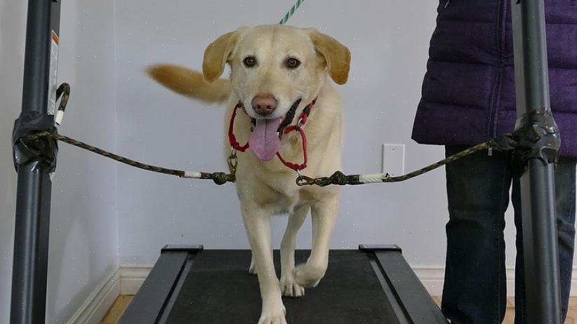 Se o seu cão não fica muito tempo na esteira enquanto corre