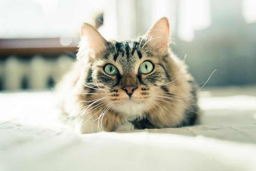 Considere pegar seu gatinho em um abrigo