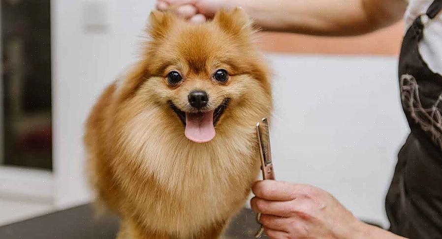 Pode ser apenas o proprietário de um Pomeranian