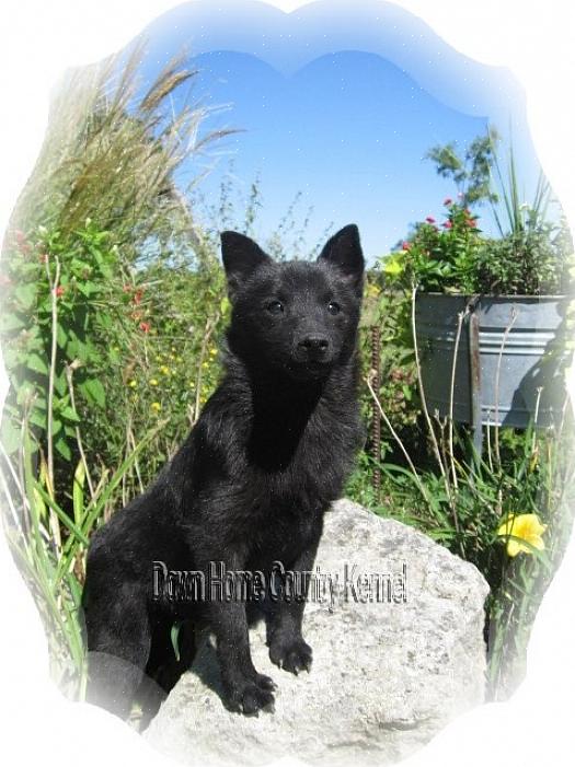 Cuide da necessidade de exercícios do schipperke