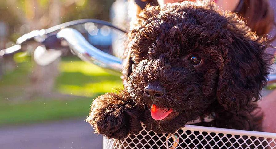 Frequentemente contratada para se tornar um cão de terapia