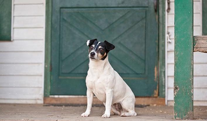 E cuidar do cão terrier significa lidar com muitas quedas