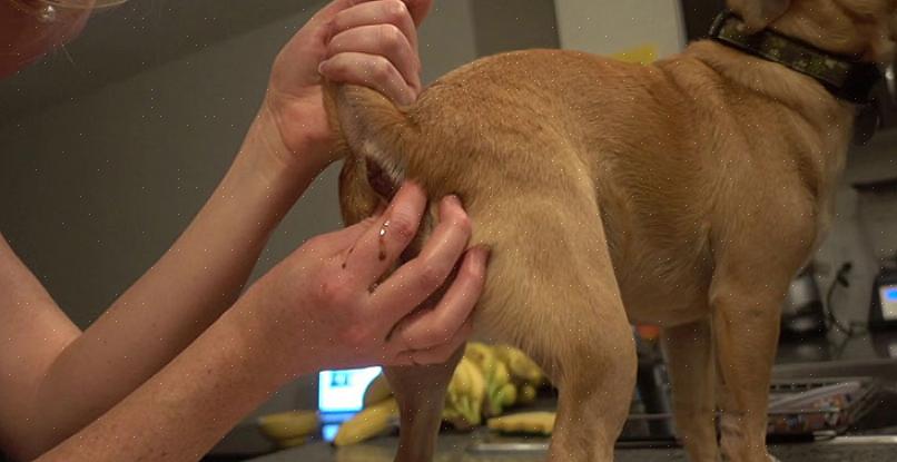 Definitivamente é hora de expressar as glândulas anais do seu cão