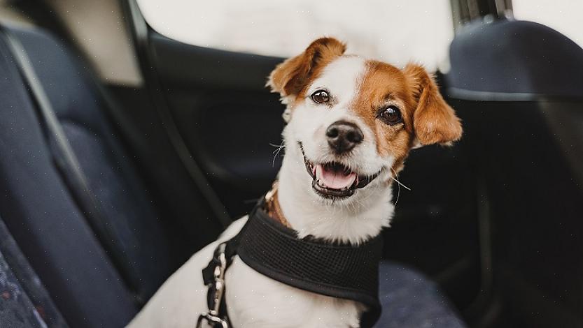 Você precisa colocar um cinto de segurança projetado especificamente para seu cão