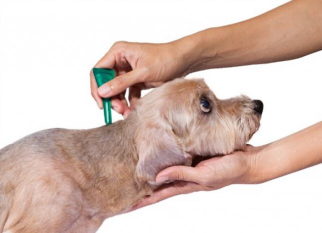 Cubra a pele do seu animal com azeite para se livrar das pulgas