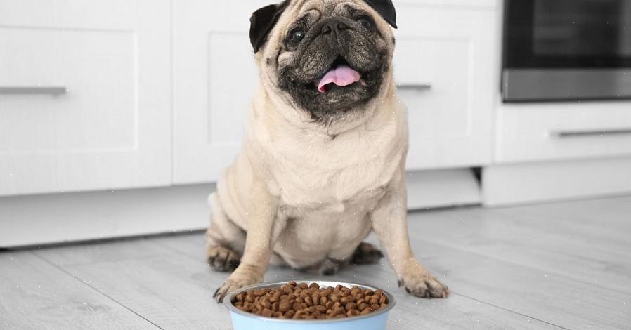 Se você está pensando em mudar de ração comercial para uma dieta BARF (Bones And Raw Food)