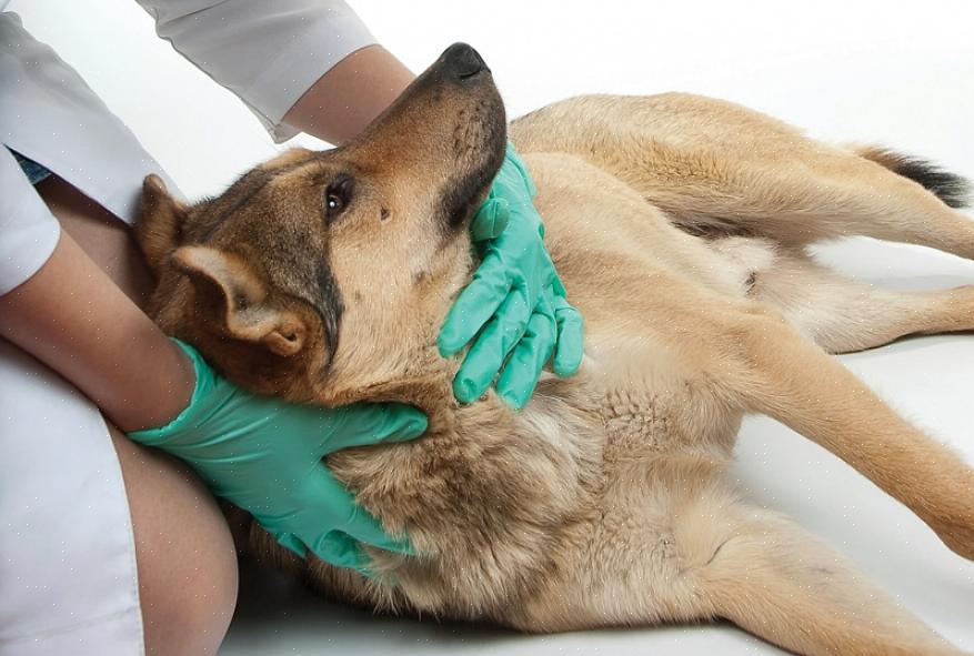 Seguir estas etapas pode salvar a vida do seu cachorro