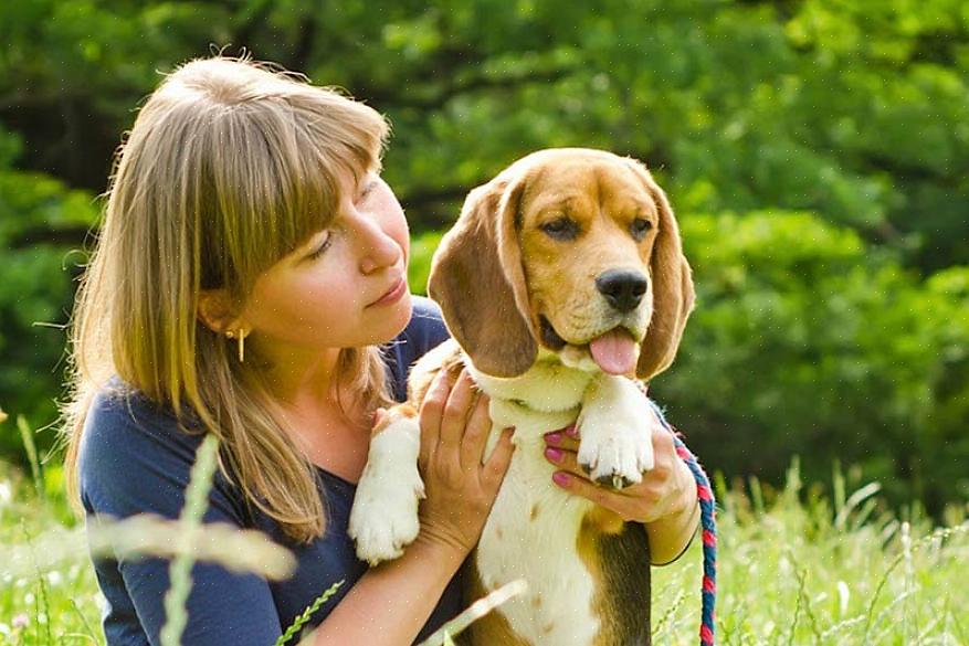 A segunda forma da doença é o Diabetes Insipidus Canino