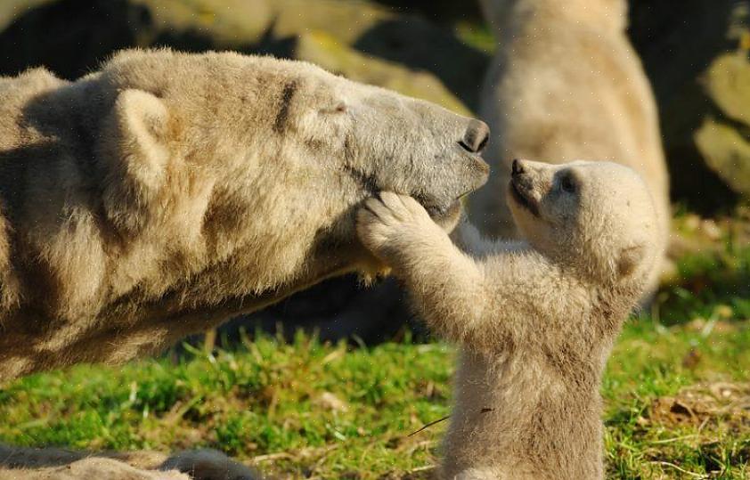 Os zoólogos hoje podem trabalhar em um jardim botânico zoológico tradicional