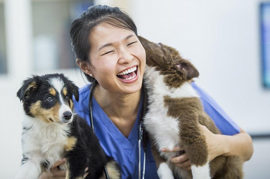 Técnico veterinário ou até mesmo técnico / técnico em saúde animal