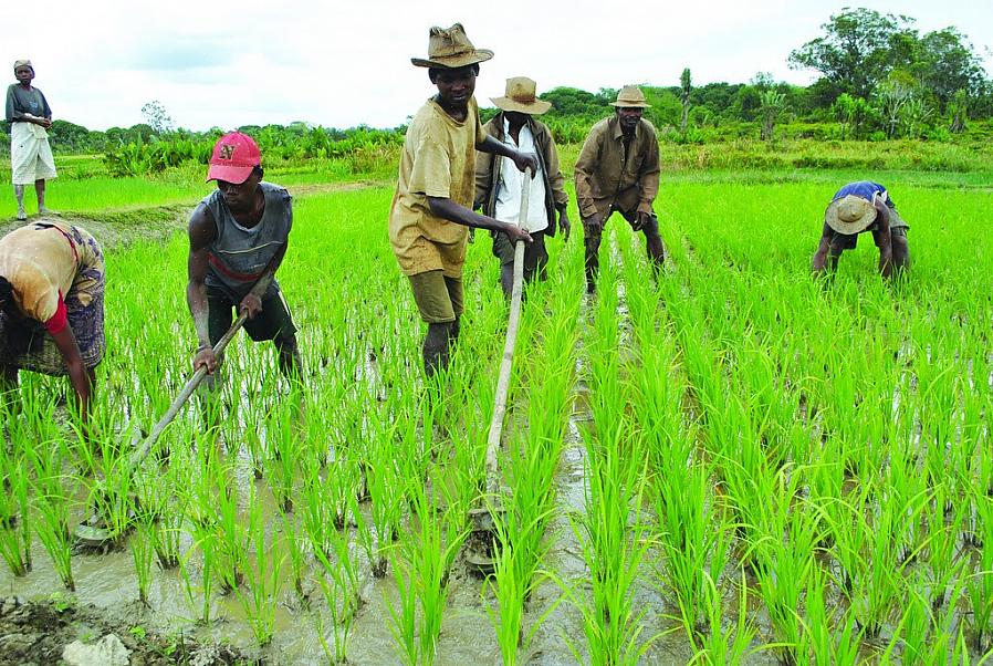 Esses empregos agrícolas são vitais para a economia de lugares como o Condado de Ashland