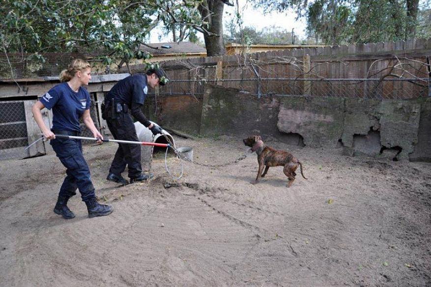 Trabalhar para o Animal Control pode muito bem falar desse fato